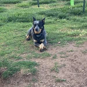 Meet your Posher, Frank